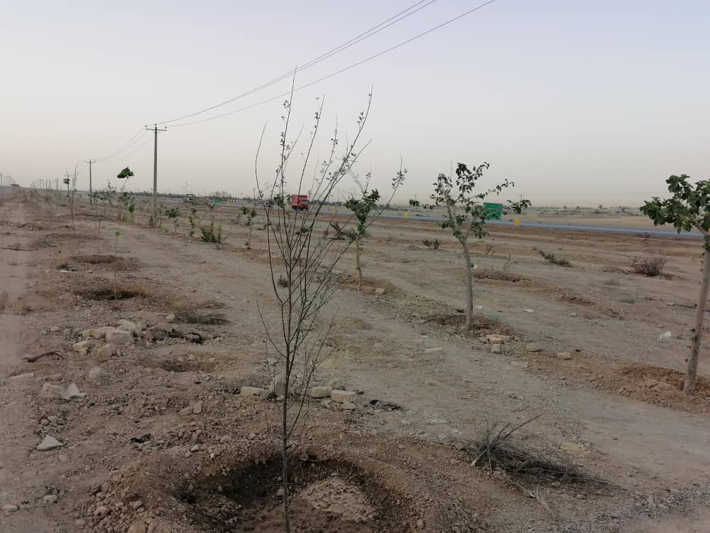 کاشت بیش از 3000 اصله درخت در فضای سبز ورودی خرمشهر قم